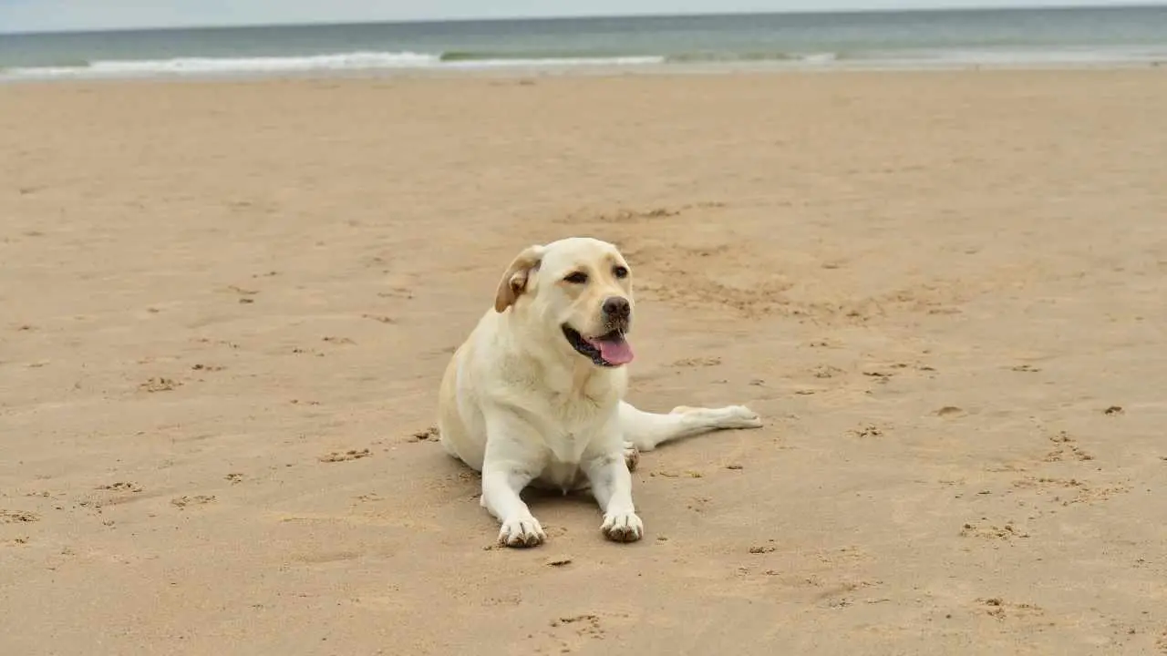 Labradori retriiver