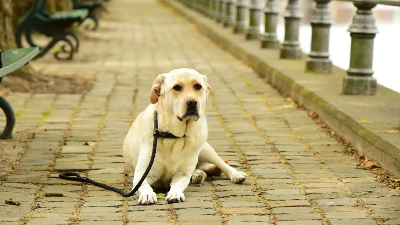 Labradori retriiver