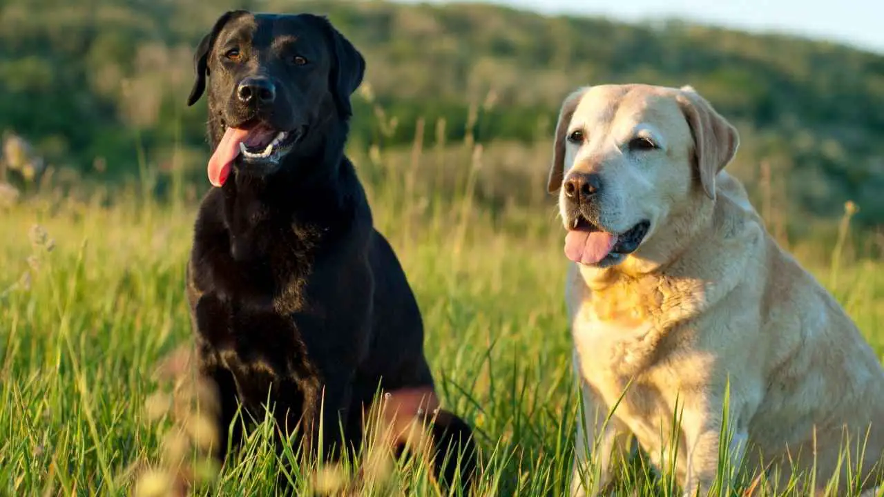 Labradori retriiver