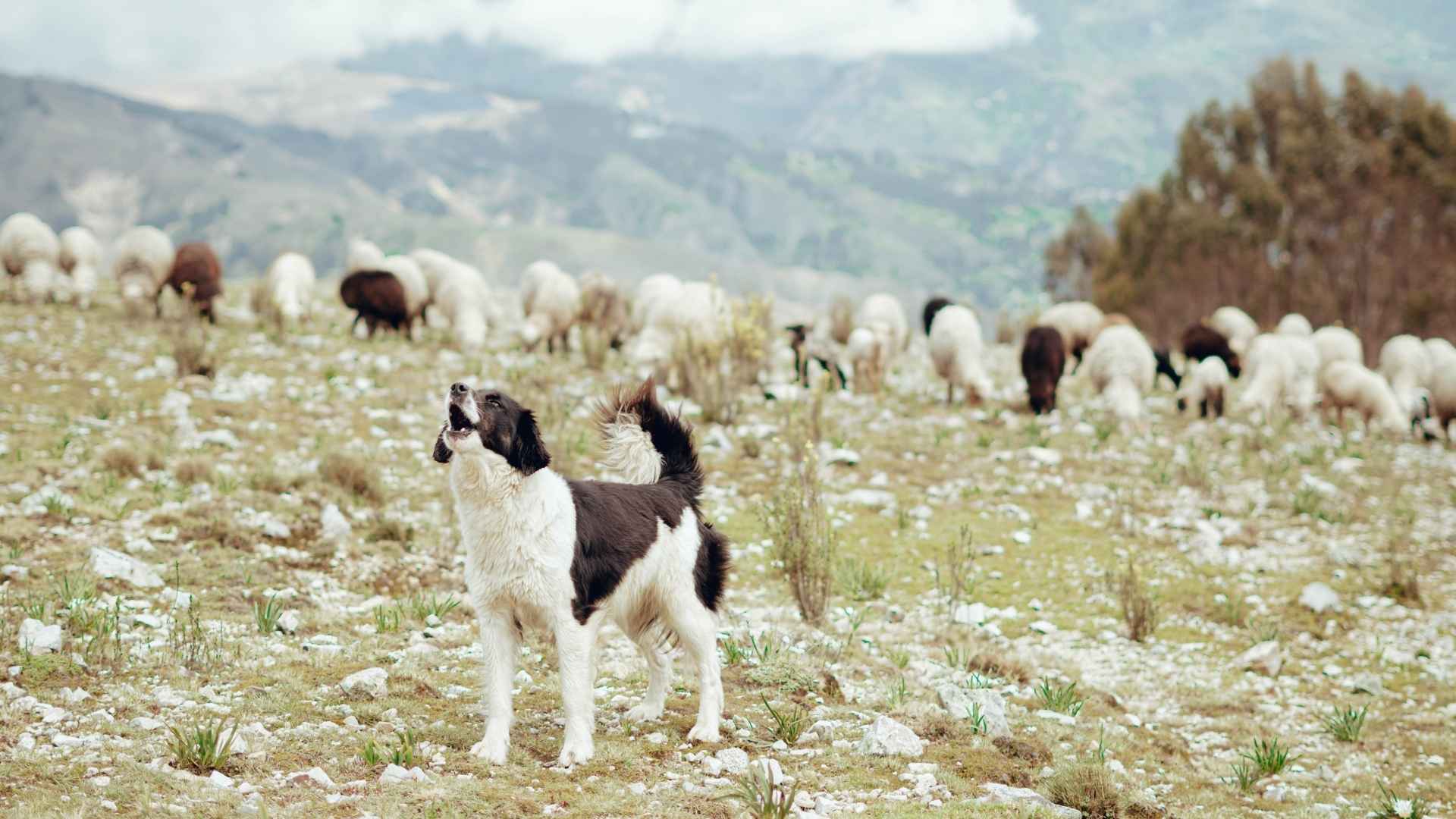 Live Stock Guard Dog Breeds