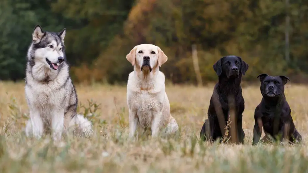 Longest Living Dog Breeds