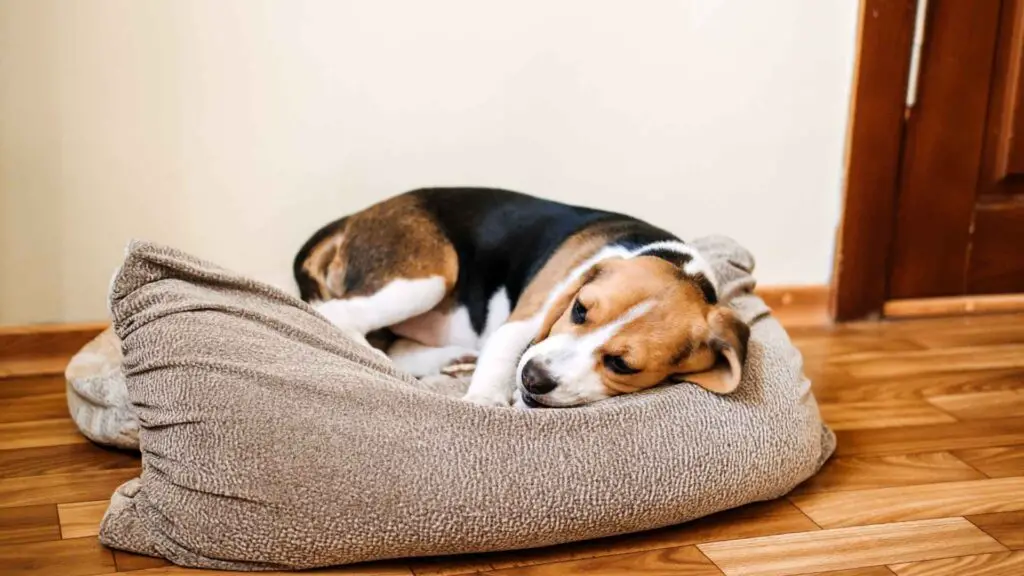 Low Energy Dog Breeds for Relaxed Living