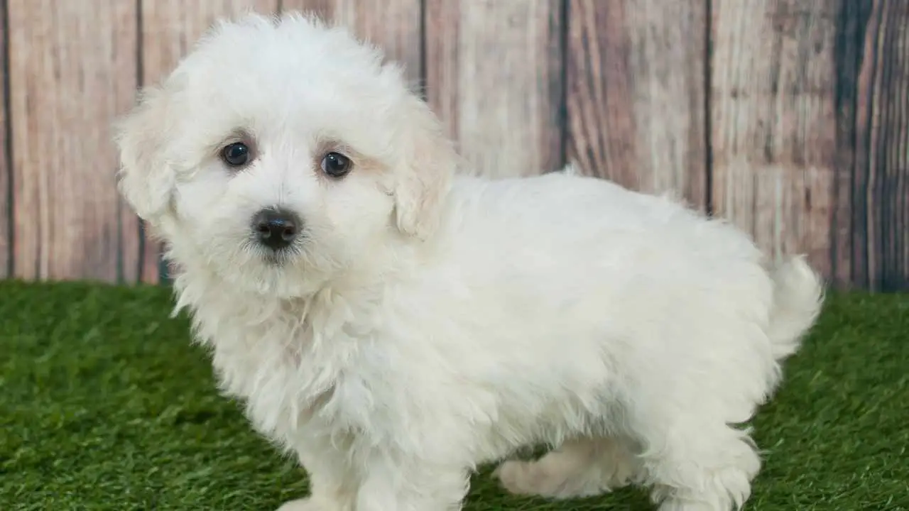 Maltipoo