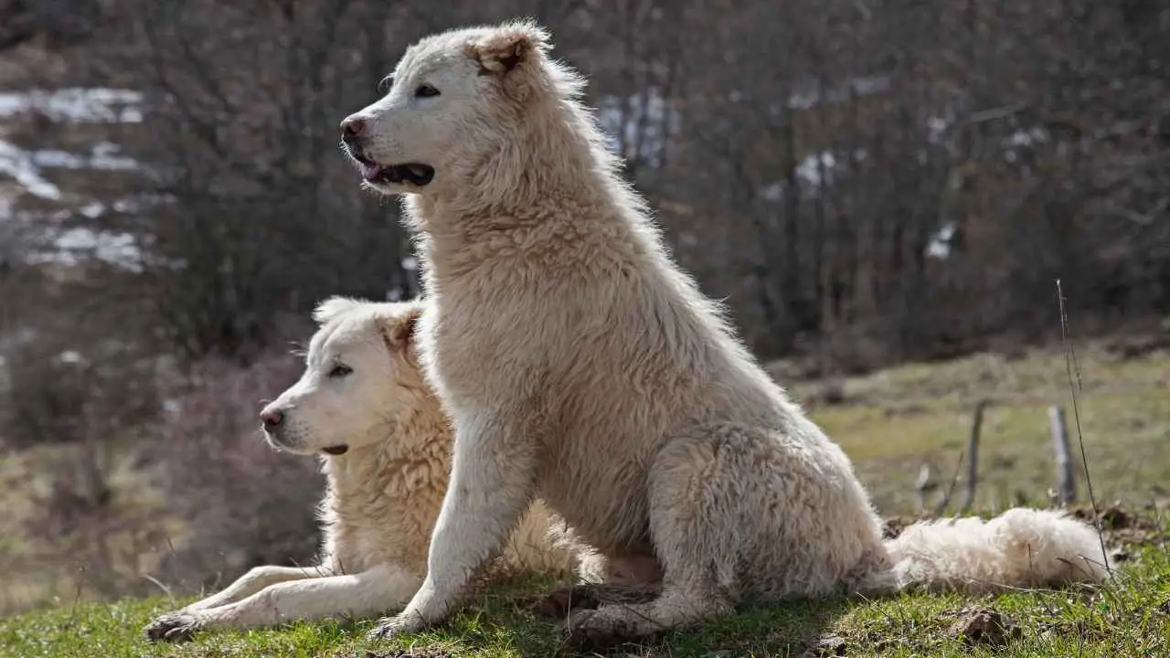 Maremma lambakoer