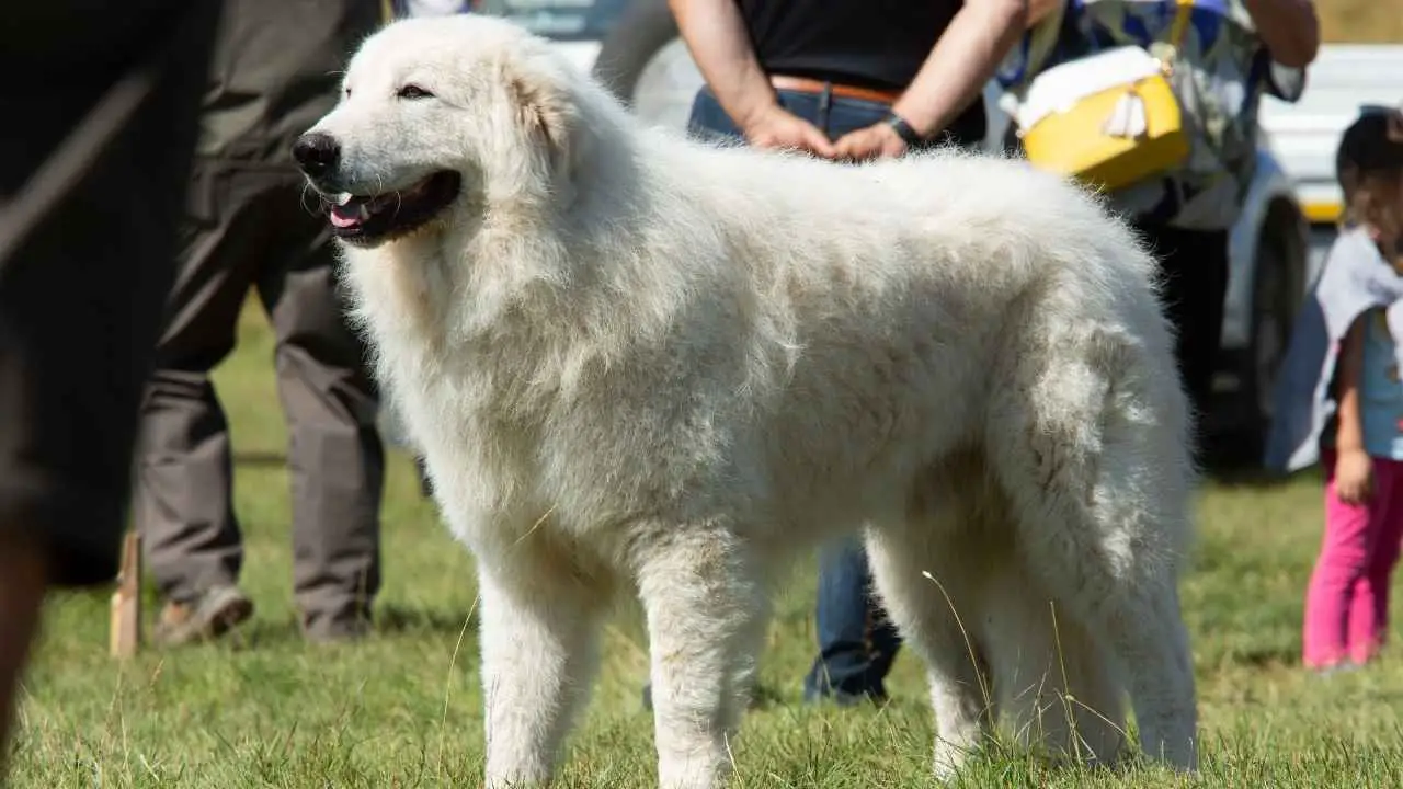 Maremma lambakoer