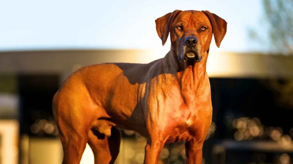 Most Badass Protection Dog Breeds 1