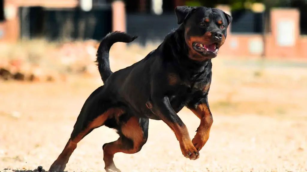 Most Powerful and Dogs That Will Protect You No Matter WhatDog Breeds