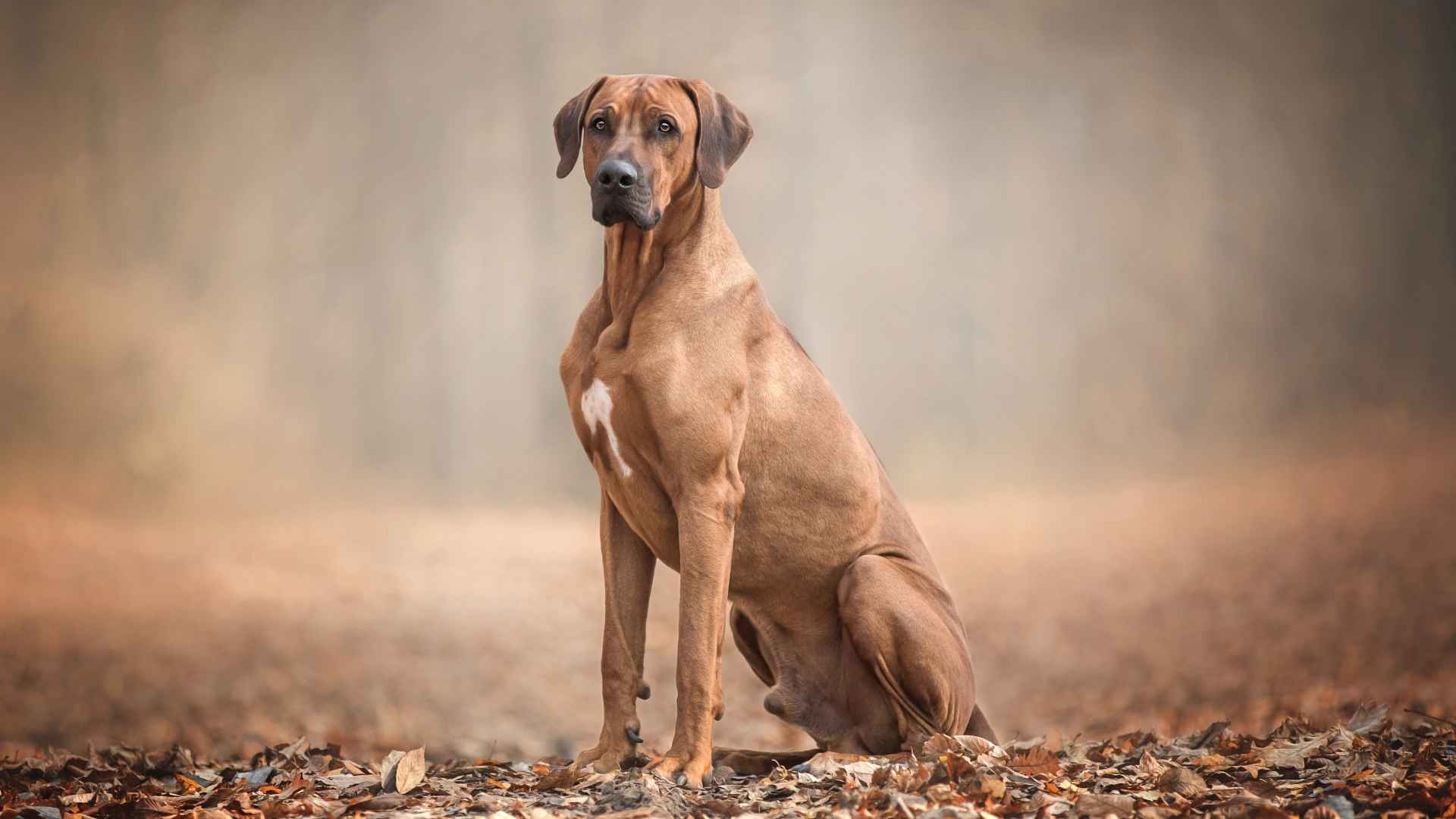 Most Powerful and Protective Dog Breeds