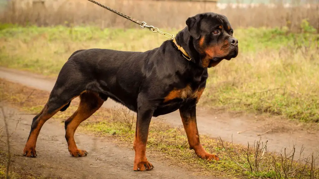 Muscular Guard Dog Breeds 2