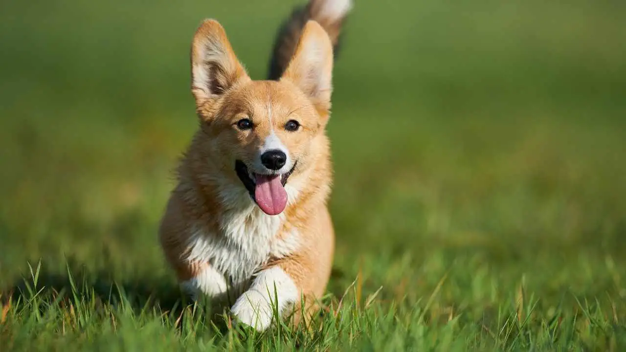 Pembroke Welsh Corgi