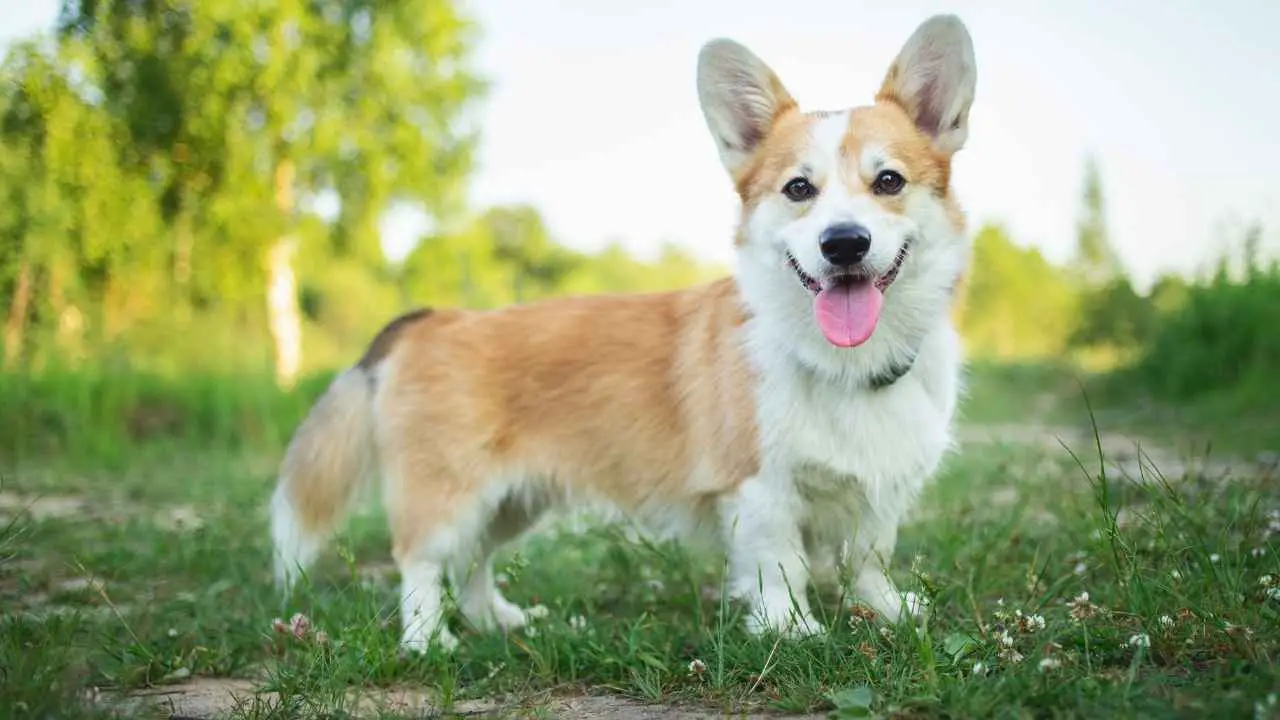 Pembroke Welsh Corgi