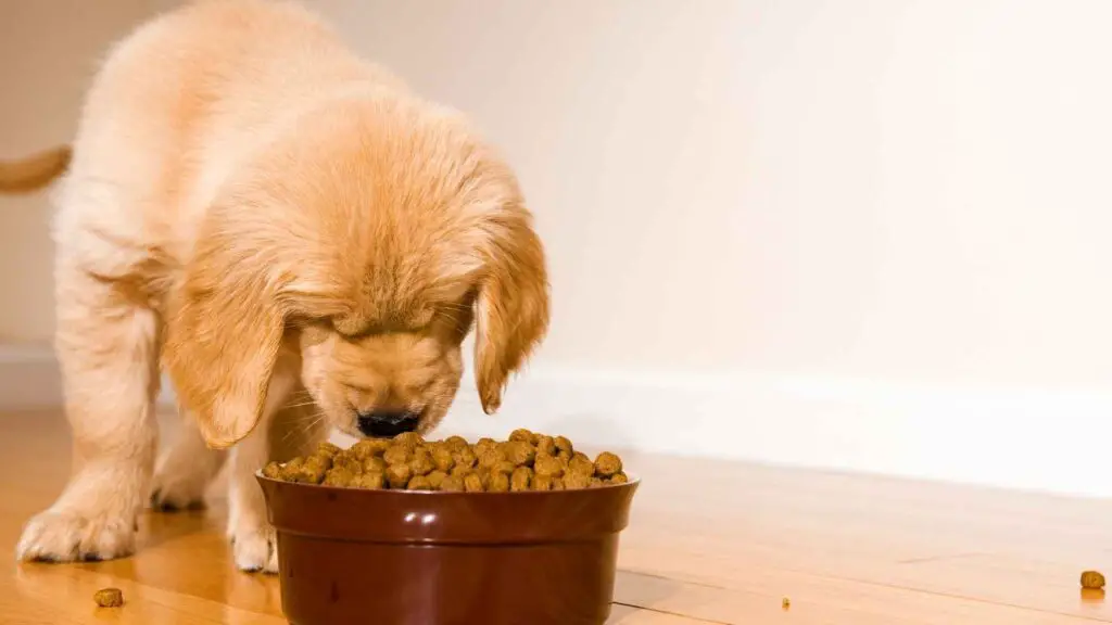 Pickiest Eating Dog Breeds