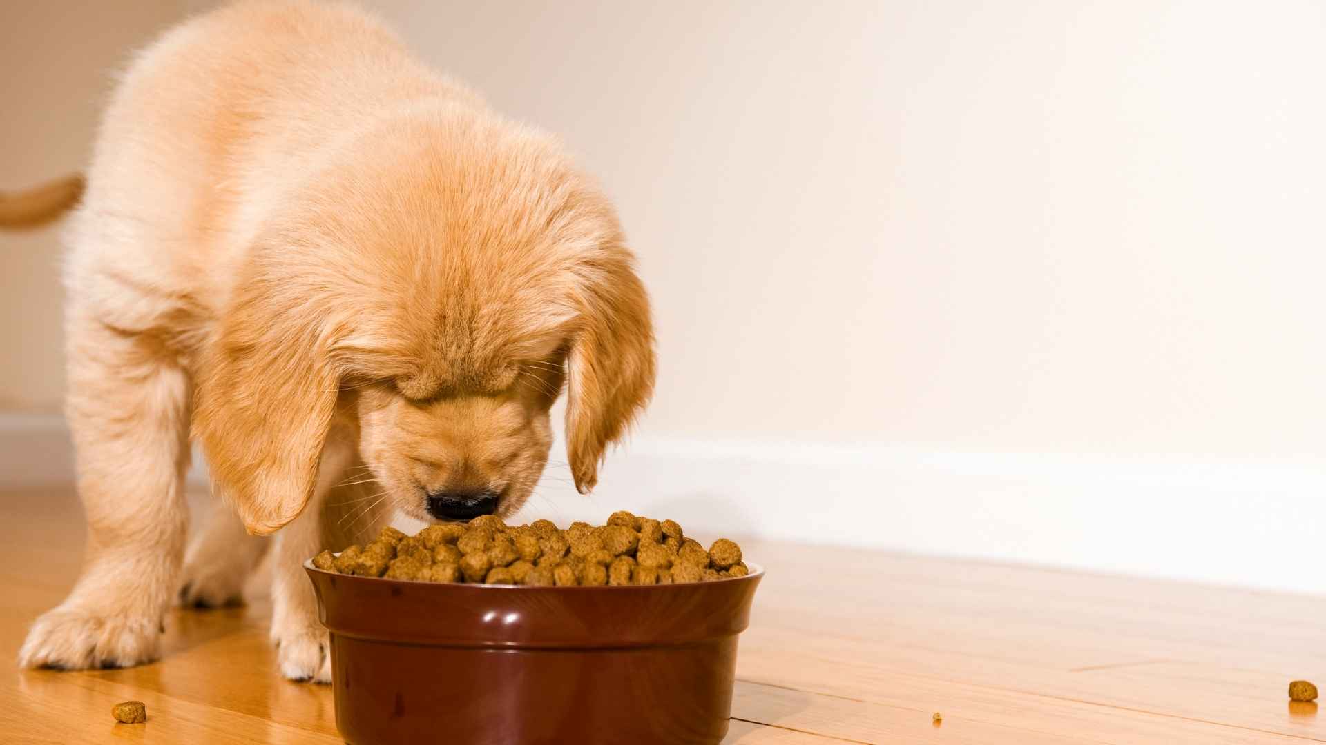 Pickiest Eating Dog Breeds