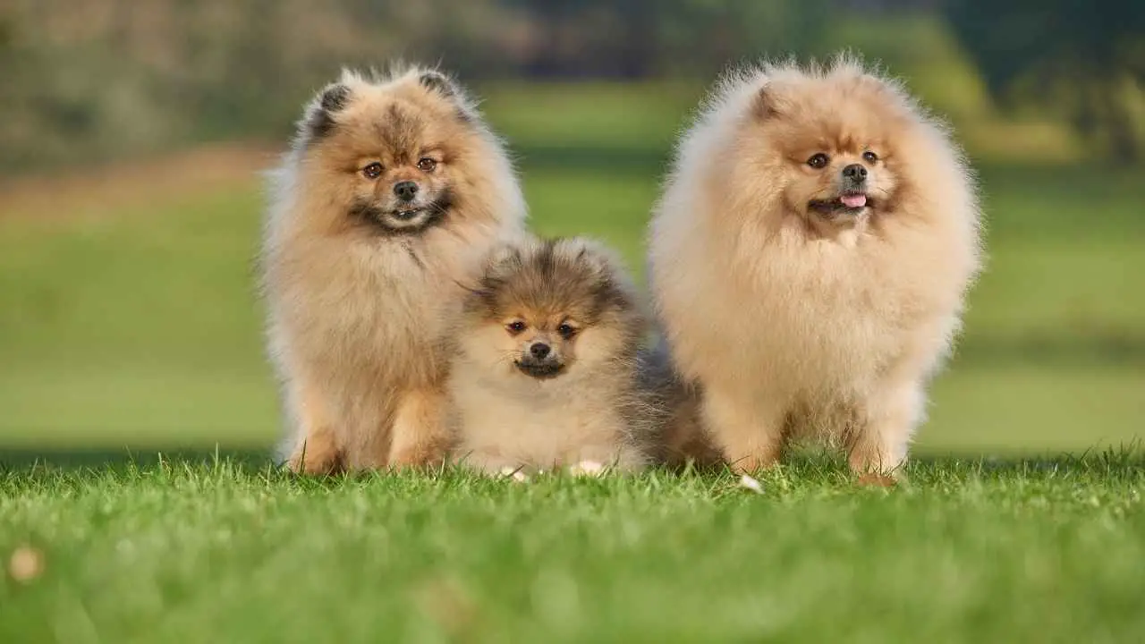 Pomeranian