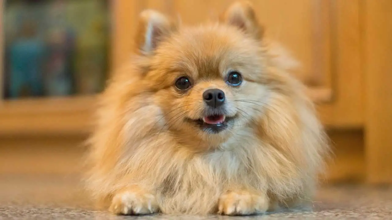 Pomeranian