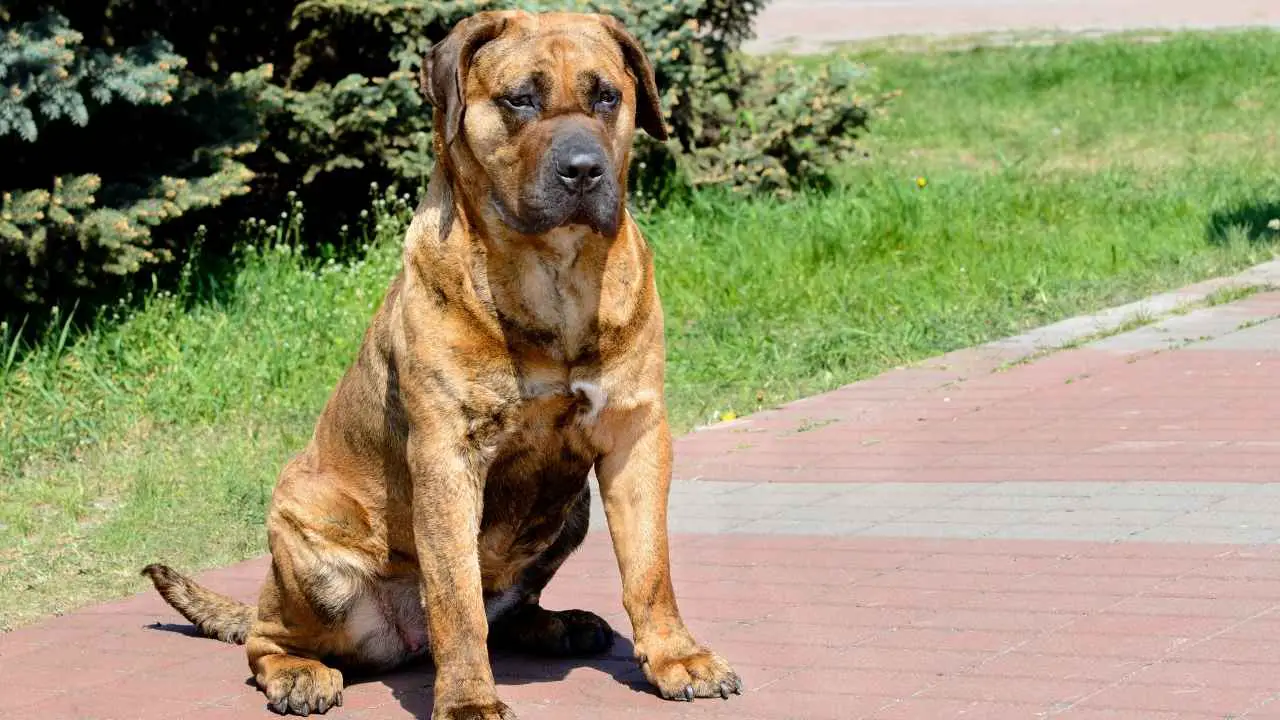 Presa Canario