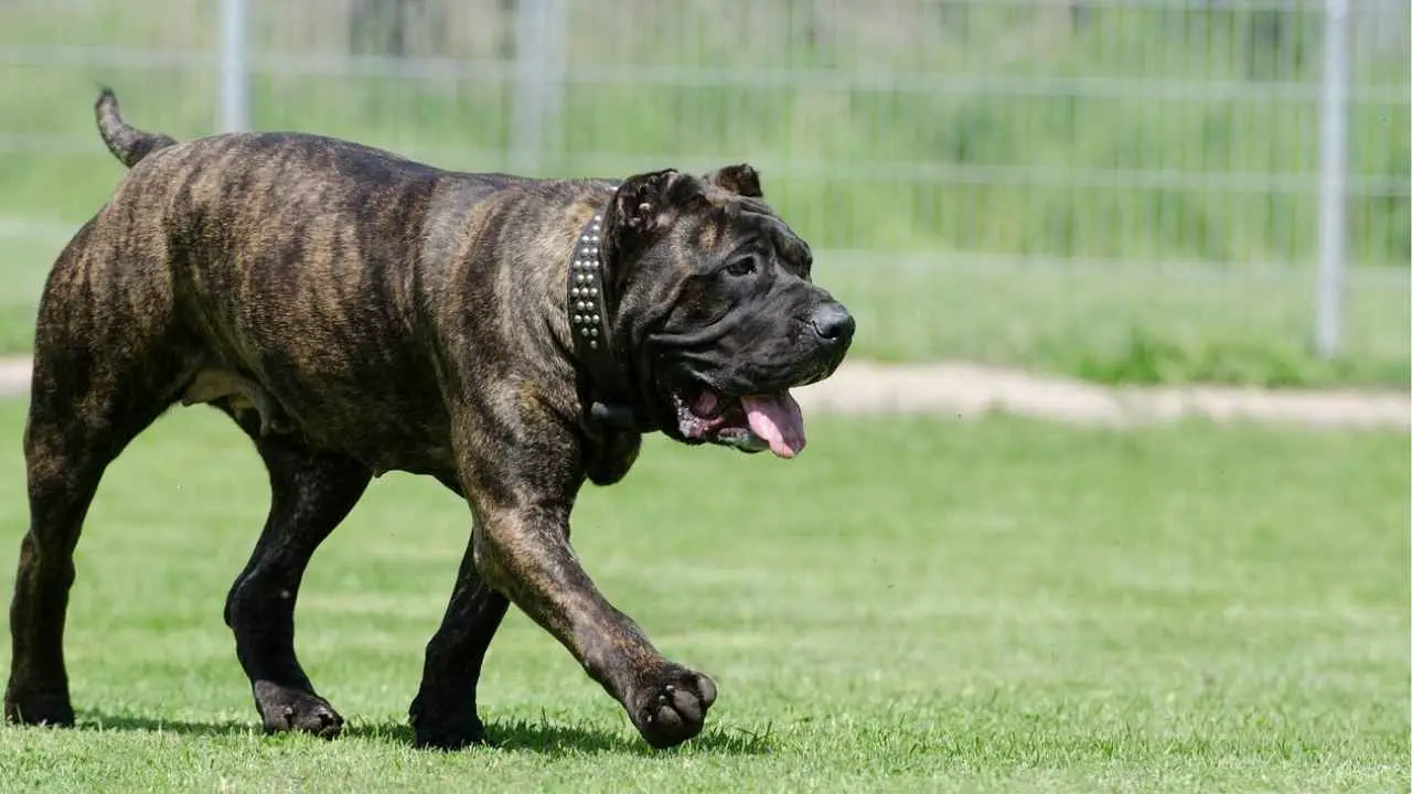 Presa Canario