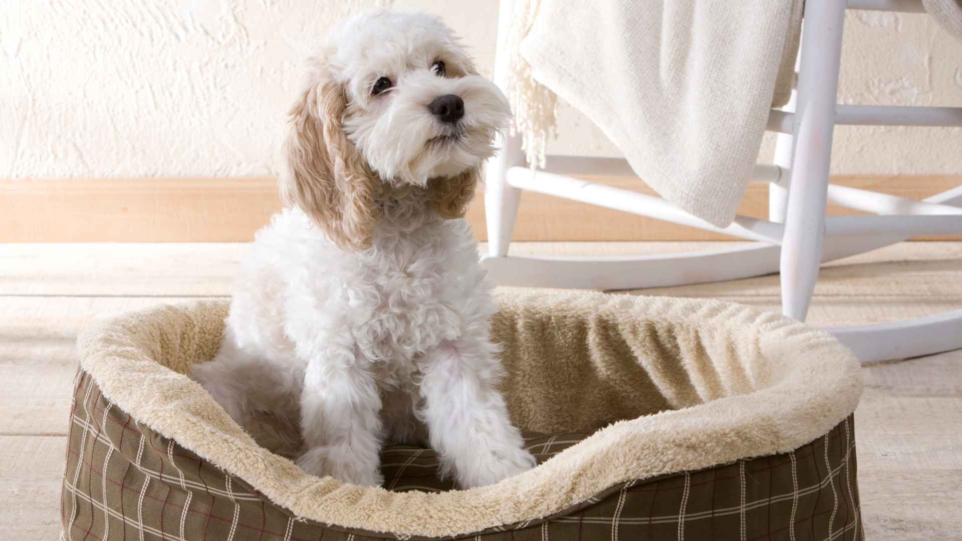 Quiet Small Dog Breeds