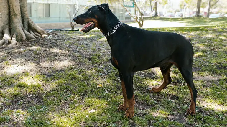 dobermani tervis
