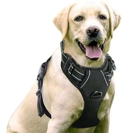 Rabbitgoo Dog Harness review