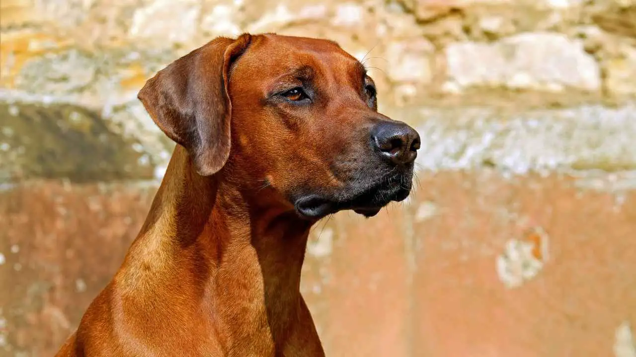 Rodeesia ridgeback