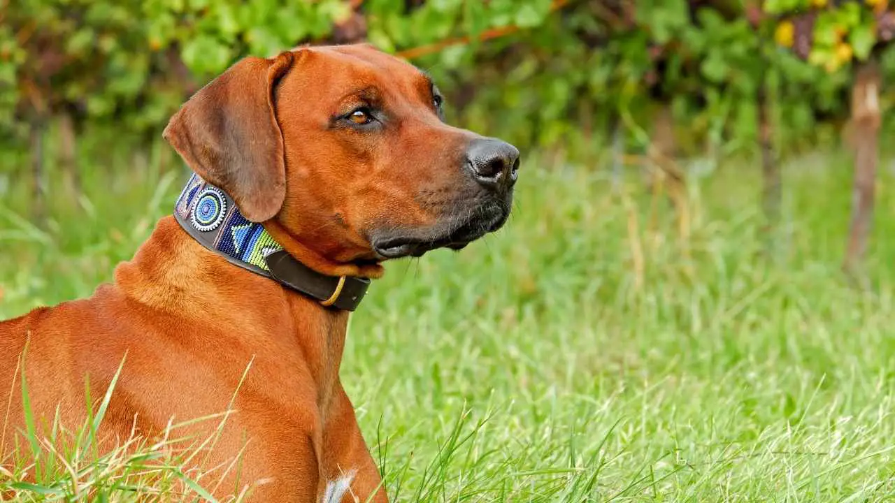 Rodeesia ridgeback