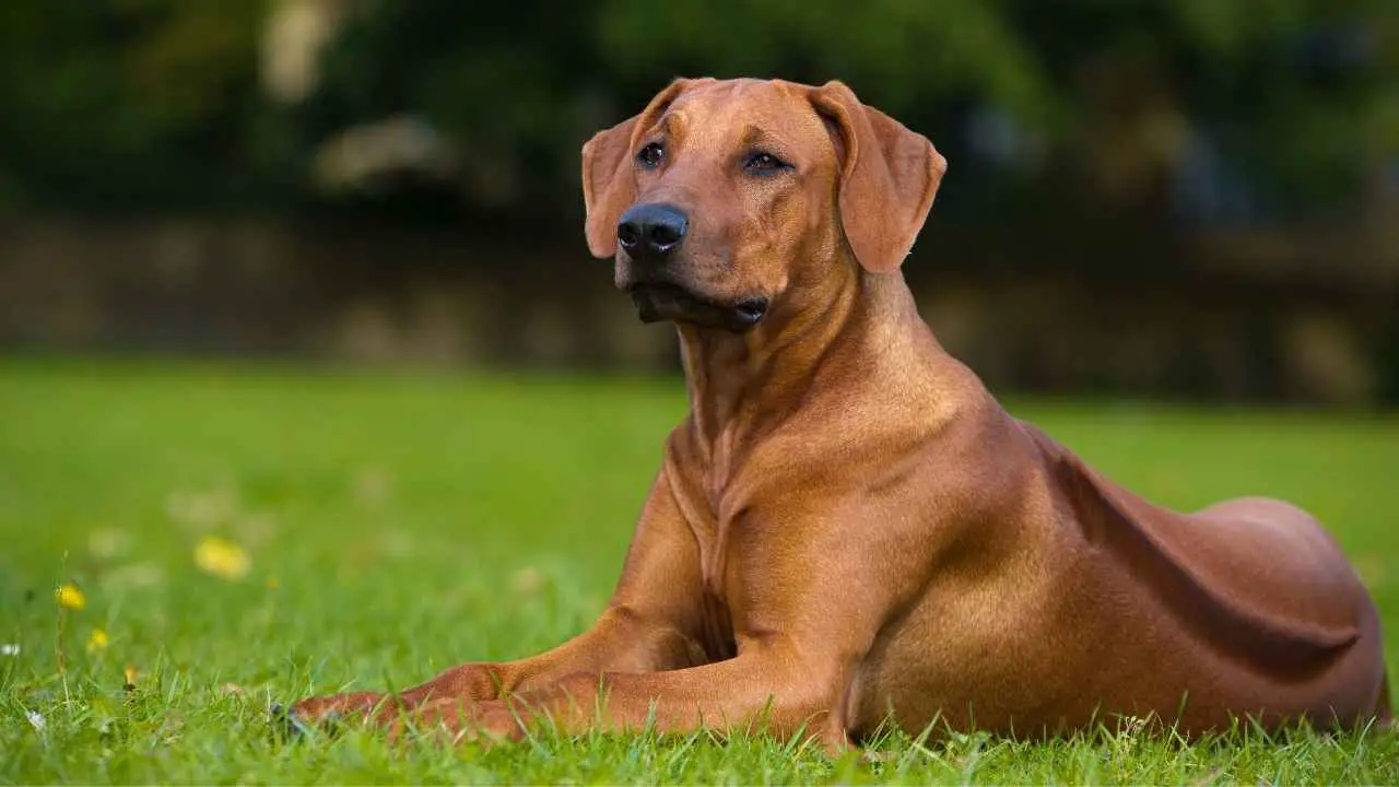 Rodeesia ridgeback