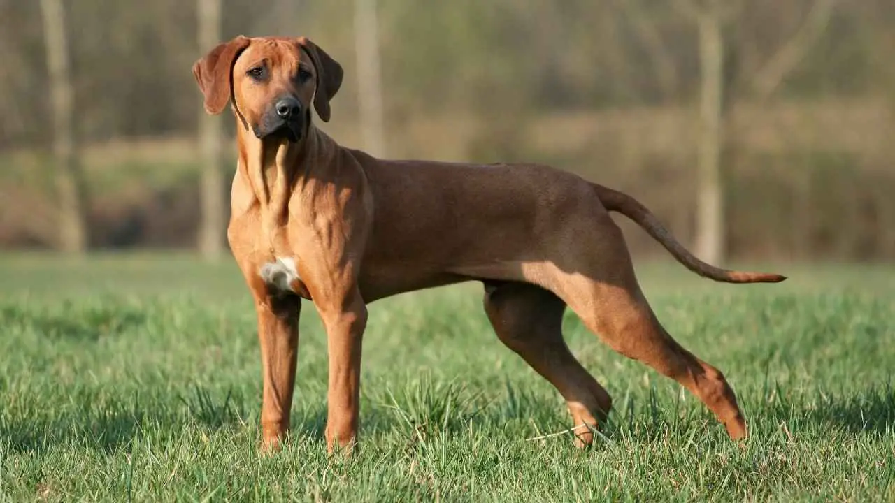 Rodeesia ridgeback