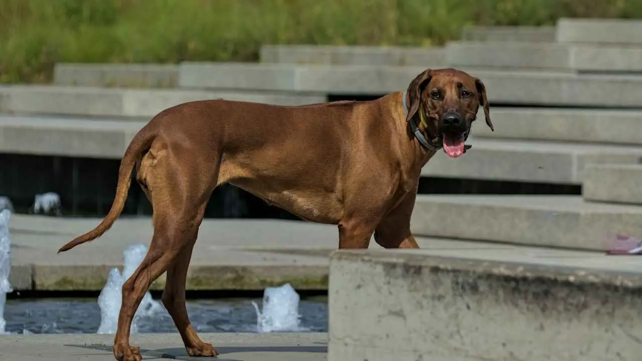 Rodeesia ridgeback