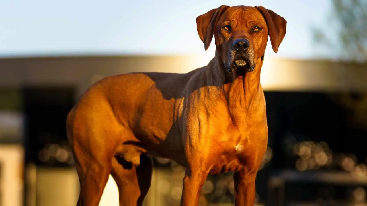 Rodeesia ridgeback