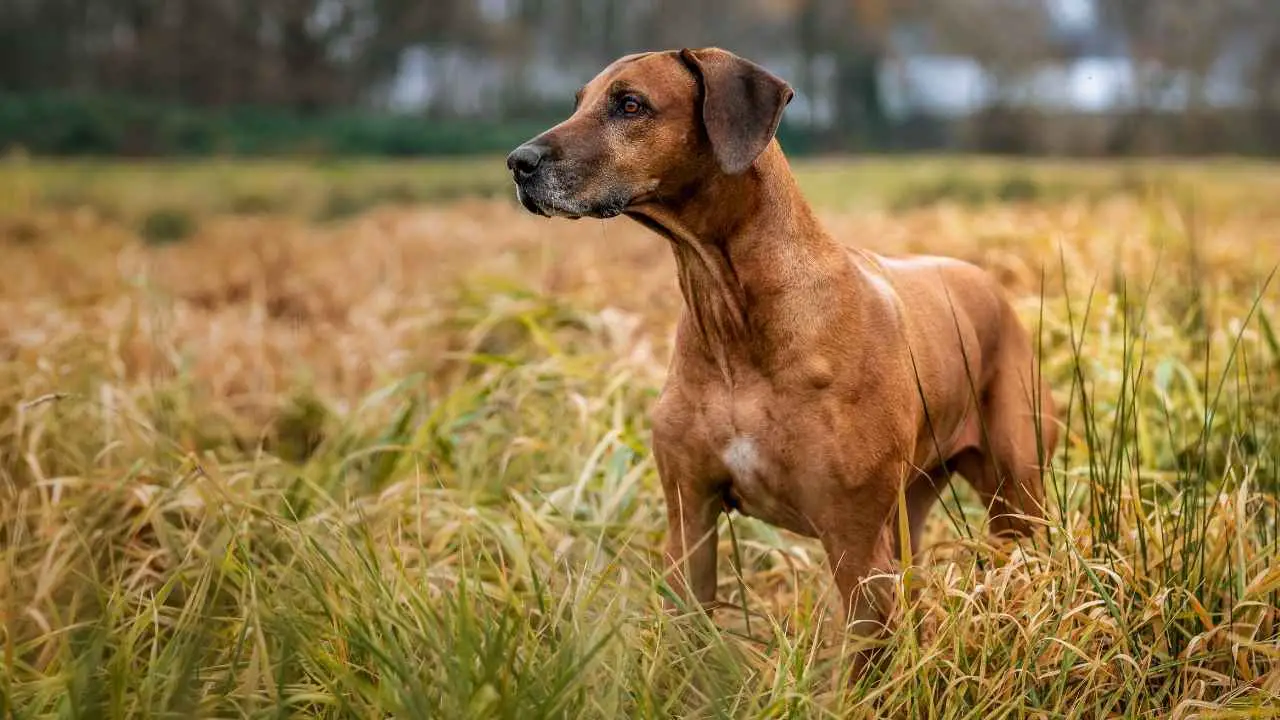 Rodeesia ridgeback