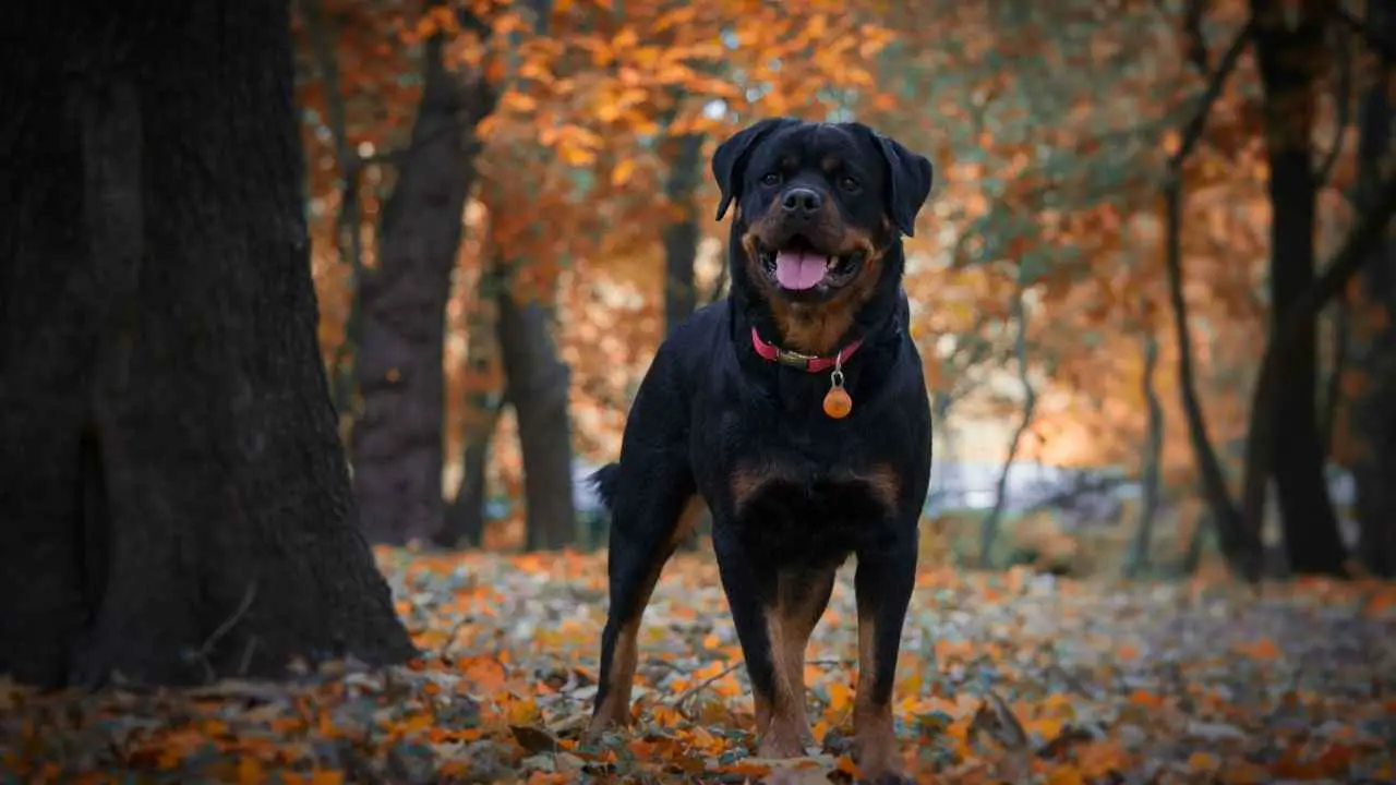 Rottweiler