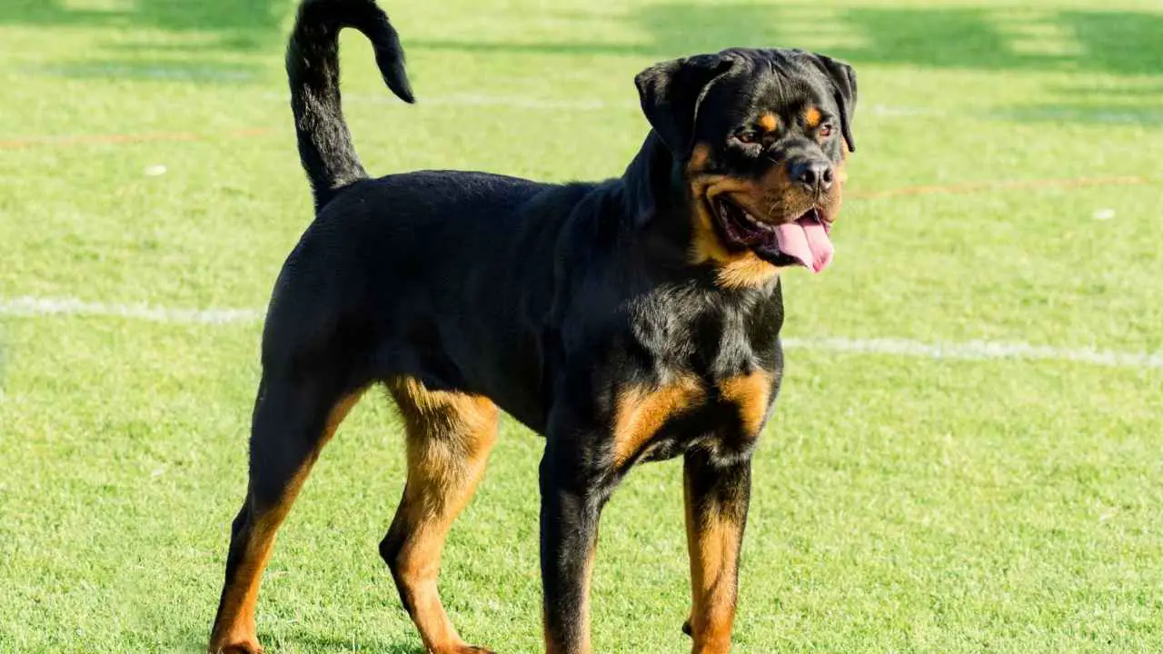 Rottweiler