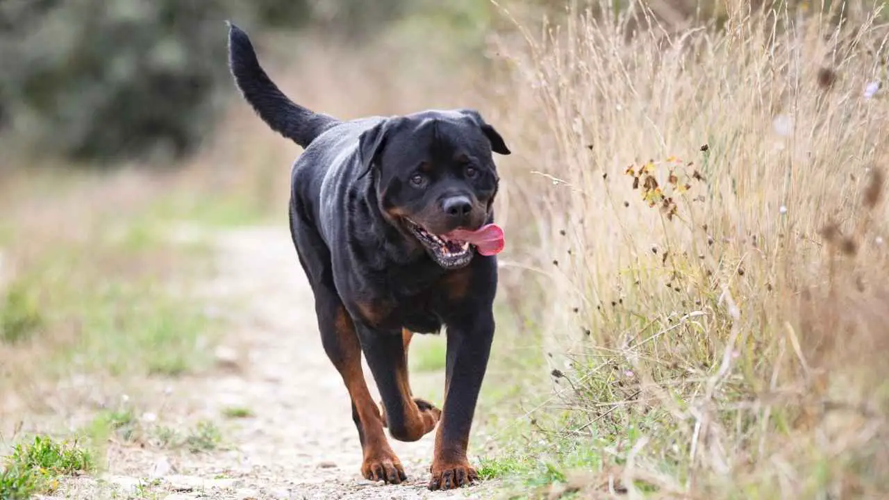 Rottweiler