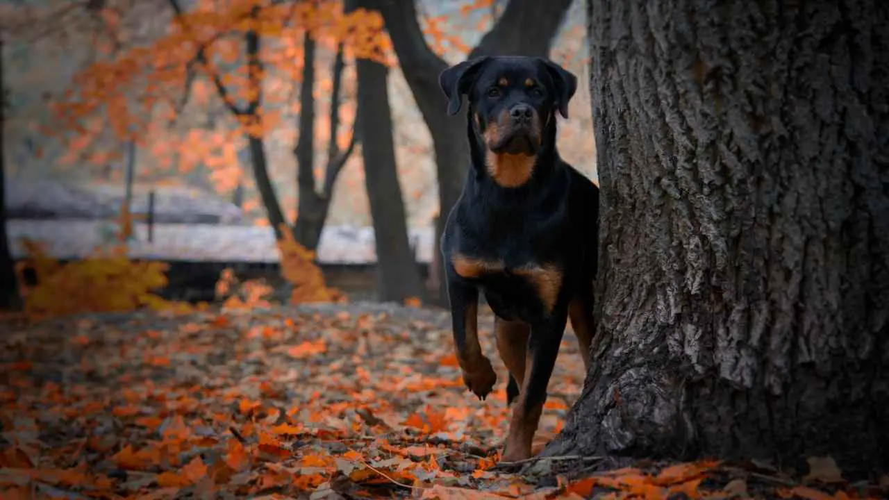 Rottweiler