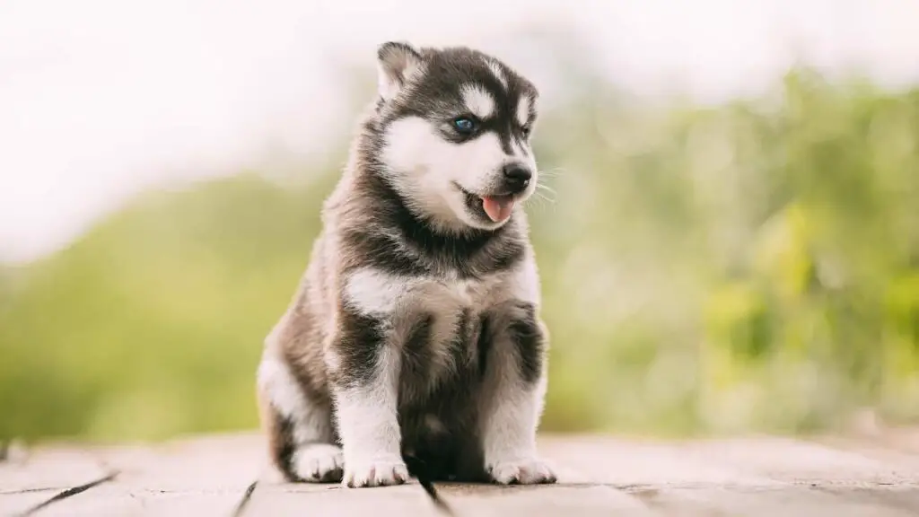 Siberi husky kutsikad