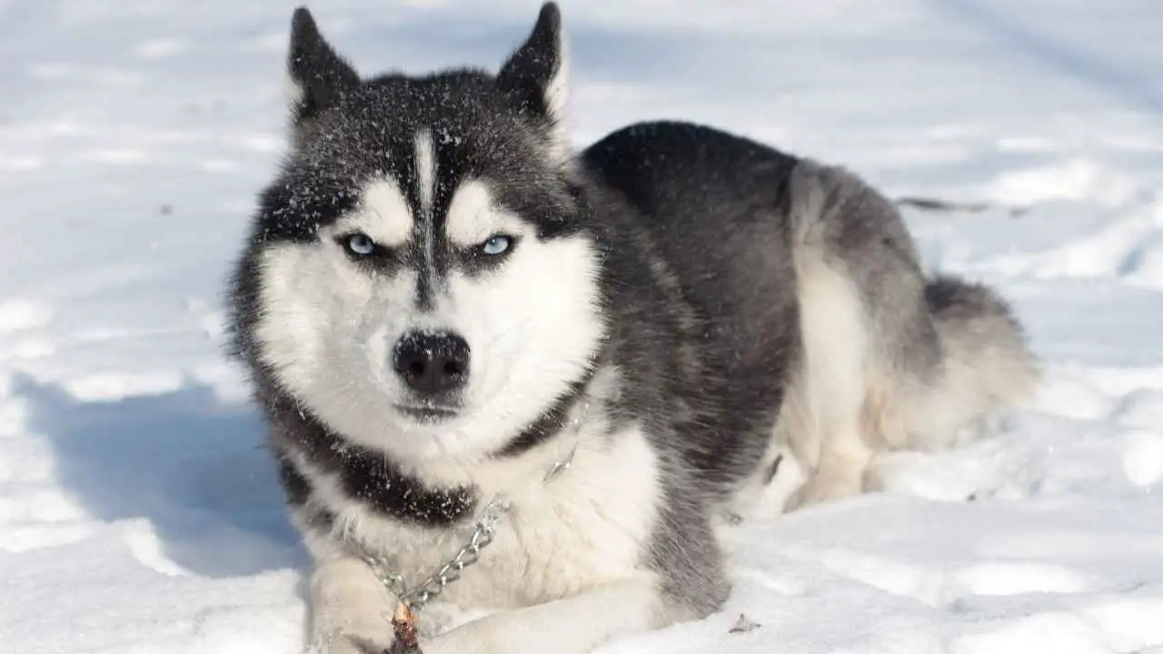 Siberi husky