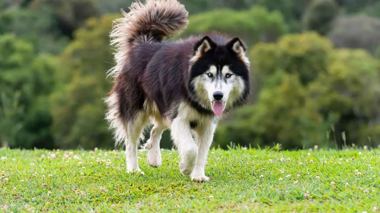 Siberi husky