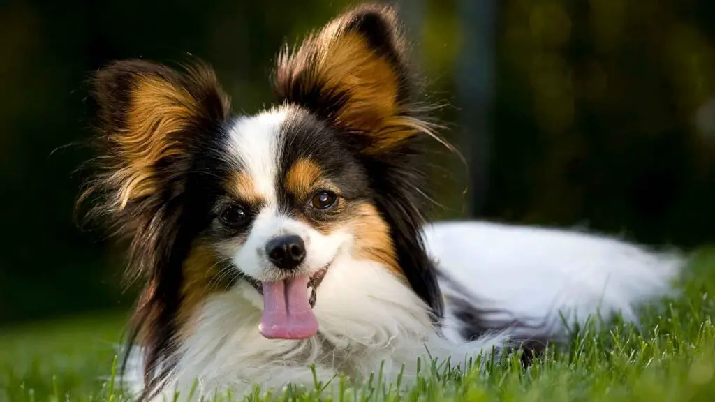 Super Low Maintenance Dog Breeds