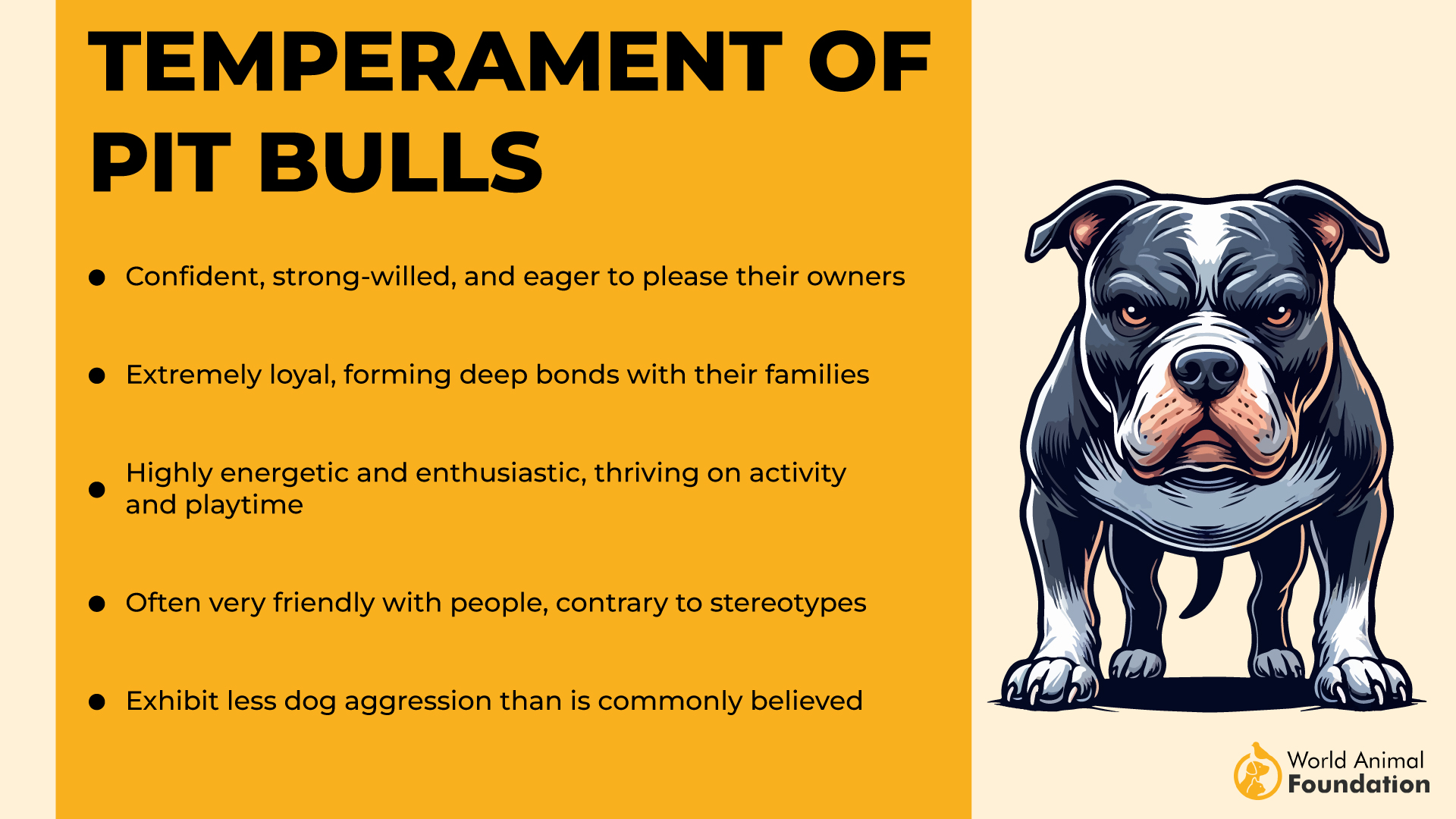 Pit Bullsi temperament-01