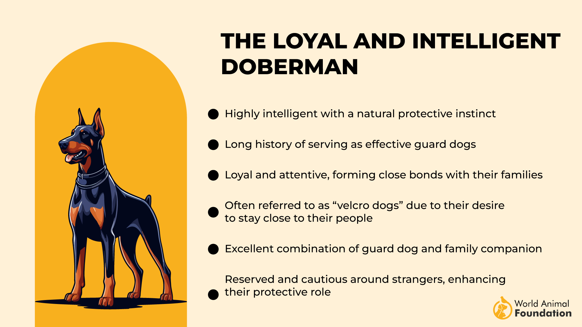 Lojaalne ja intelligentne doberman-01