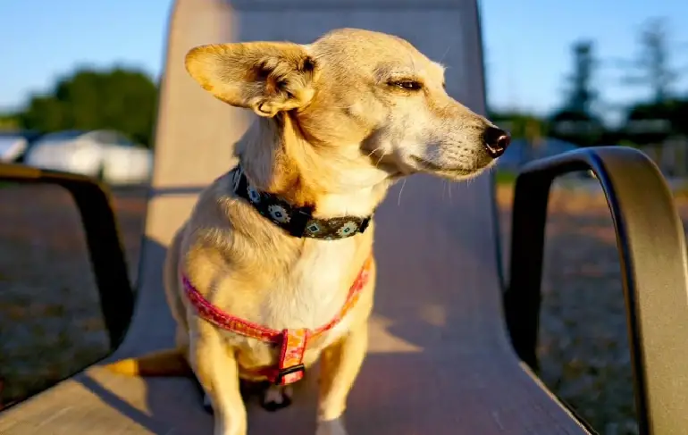 näita mulle pilte chiweenie koertest