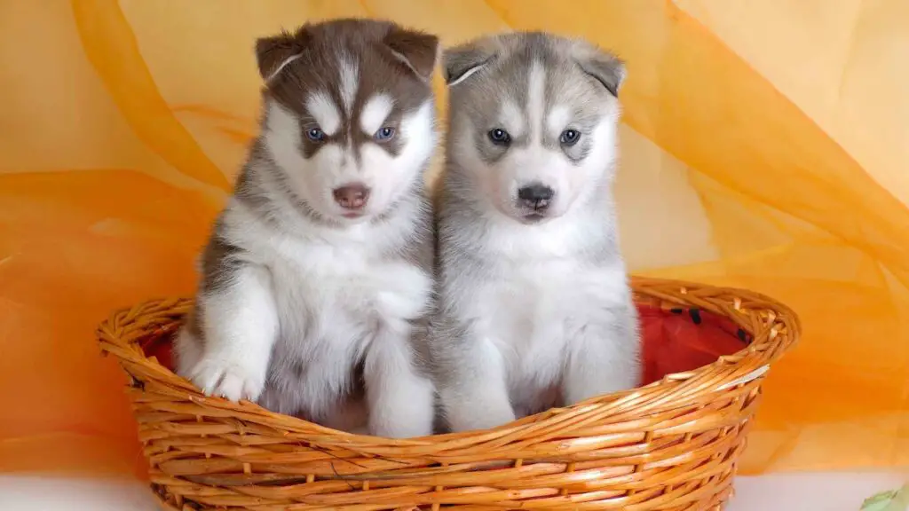 Top Dog Breeds with Most Beautiful Puppies That Will Melt Your Heart