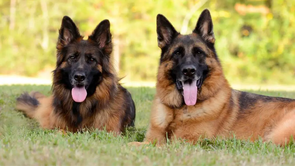 Types of German Shepherds