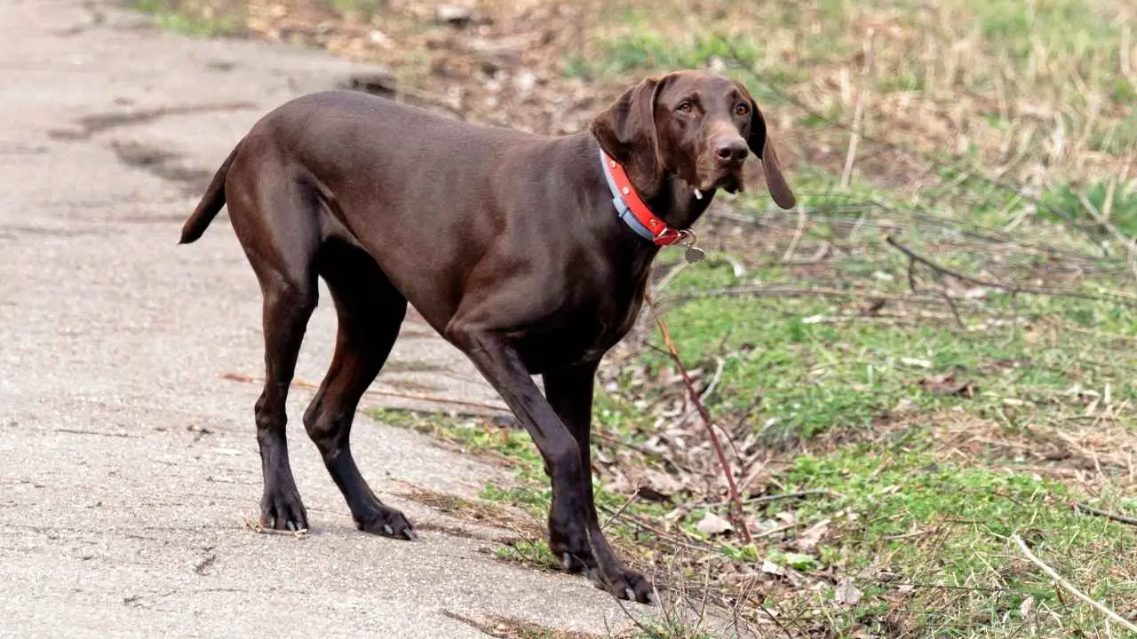 Vizsla