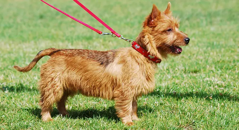 yorkie austraalia terjerite segu