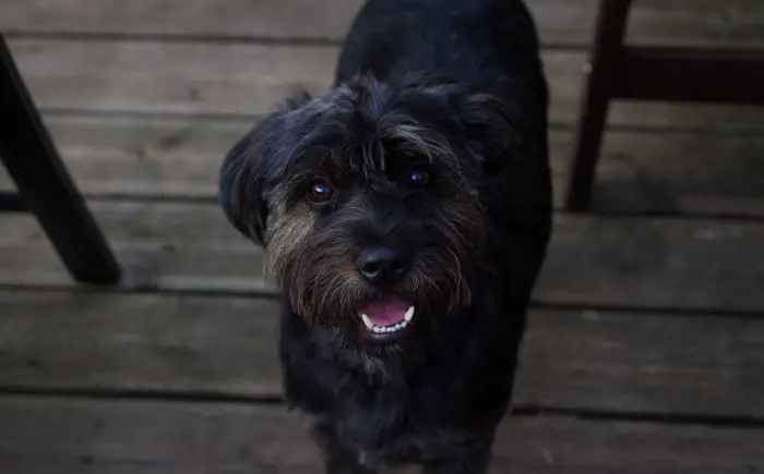 Bouvier des Flandres kutsikad