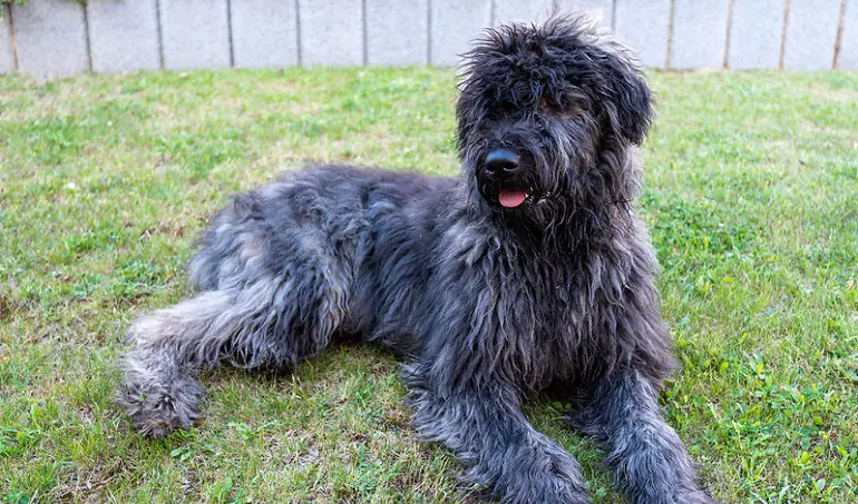 Bouvier des Flandres koeratõud
