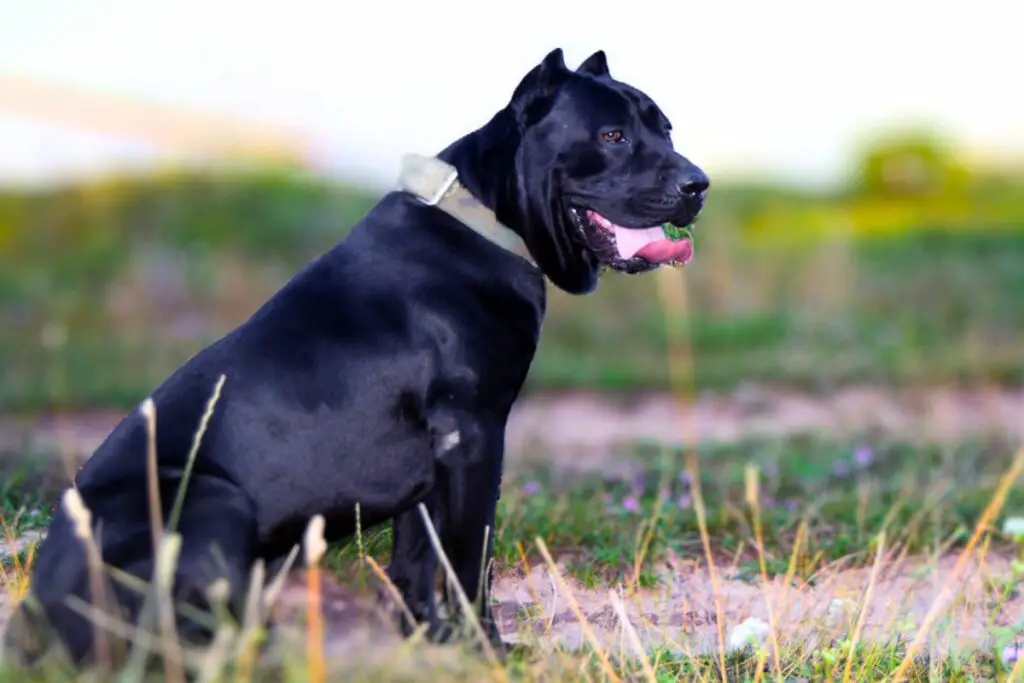 cane corso lihtne treenida