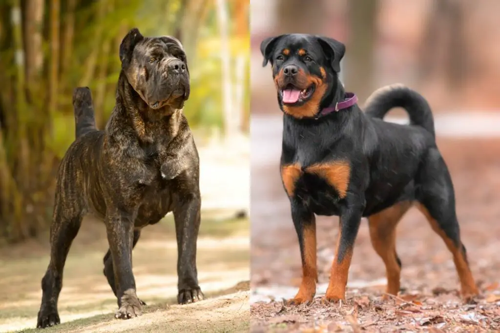 cane corso või rottweiler